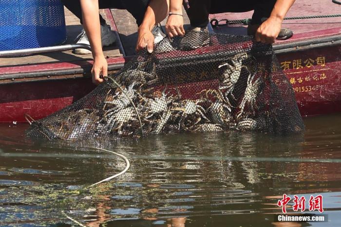 阳澄湖大闸蟹捕捞:蟹农回归初心养蟹