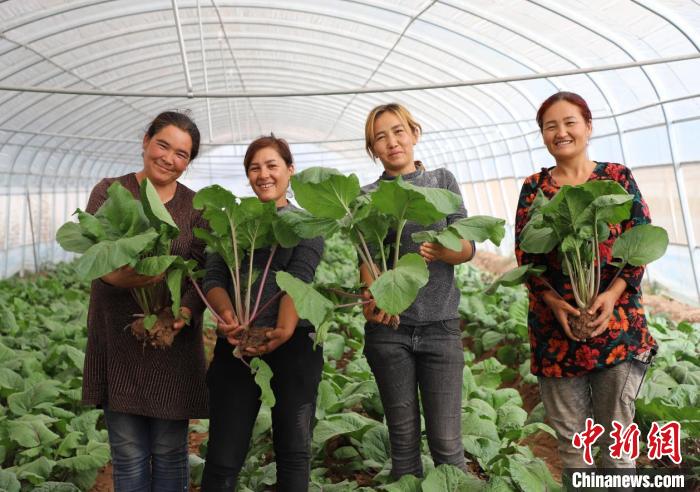 “新疆种植的粤菜”“新疆菜出口广东”蔬菜深受大湾区市民欢迎