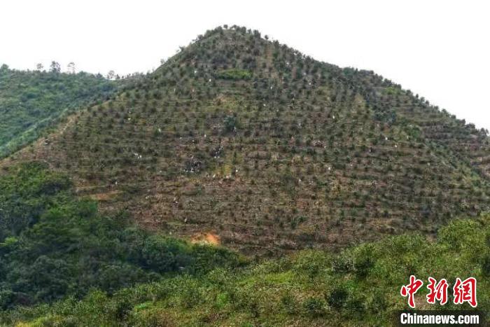 荒山结“硕果” 广东260万亩油茶林迎来丰收