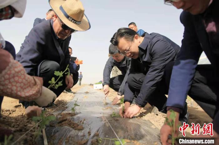 “江南之花”绽放柴达木盆地 成为乡村振兴“引路人”