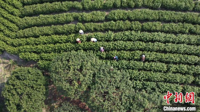 小茶变富贵金叶 浙江慈城古茶园飘来第一缕茶香