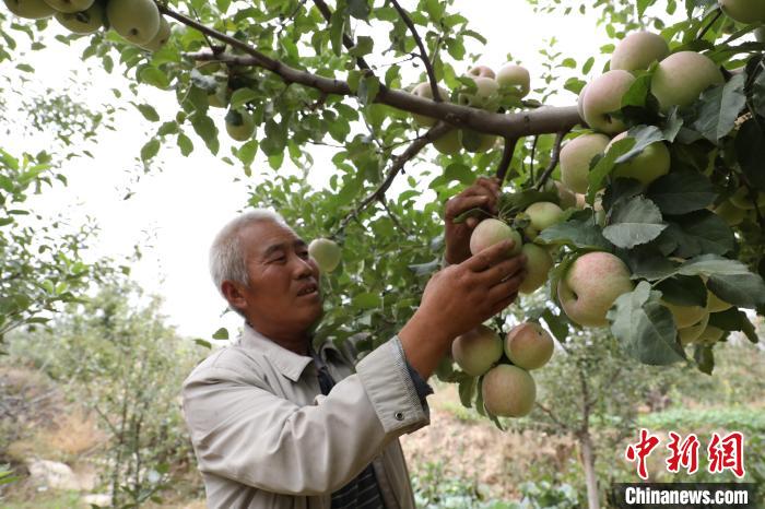 青海农业第一大区海东:特色作物让“菜篮子”装更多果蔬