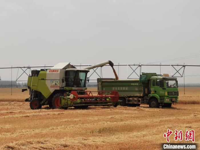 河南小麦收获近九成 夏播过半