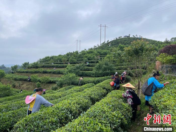 贵州丹寨:荒山种富茶 智能管理全覆盖