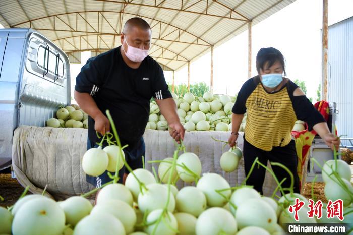 河北万亩蜜瓜基地蜜瓜产业的“生活是甜的”