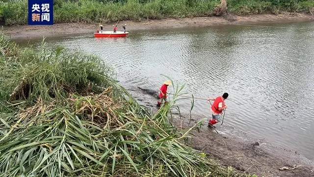 广东鳄鱼暴雨中出逃已抓回36条