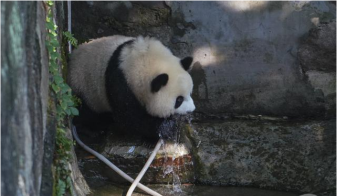 饲养员用铁锨驱打大熊猫被辞退