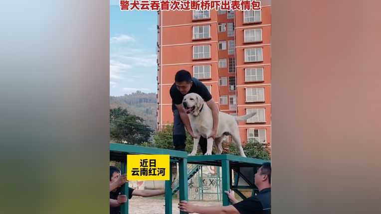 警犬首次过断桥吓出表情包