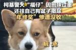 警犬因“班味过重”惨遭没收年终奖