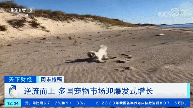 多国宠物市场爆发！这个品种的狗狗，需求暴