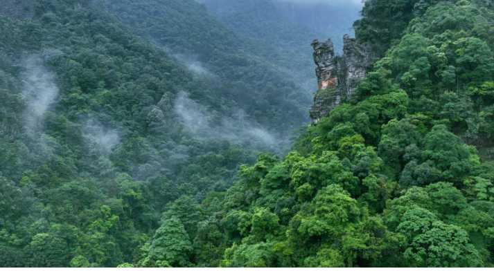 广东英德：以“竹绿美”助力打造百亿产值产