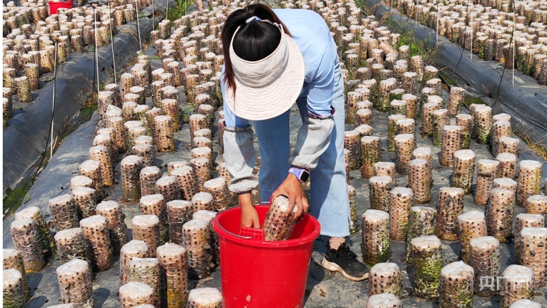 贵州织金：发展“五色产业”助推乡村振兴