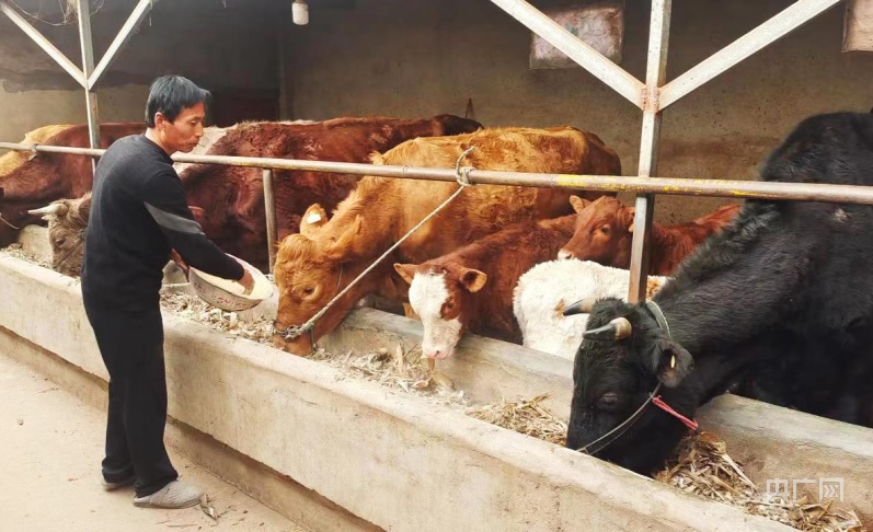 甘肃灵台：特色产业奏响富民交响曲