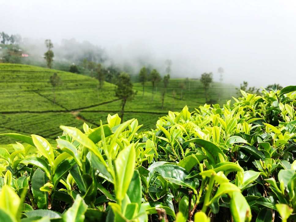 信阳毛尖更名碰瓷茅台？玩茶直接换酒有什么