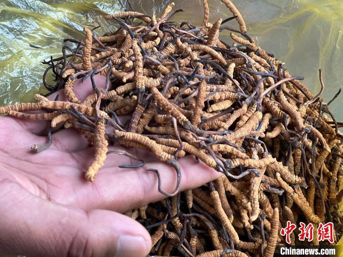 “冬虫夏草鲜草季”开幕:交易额有望突破3