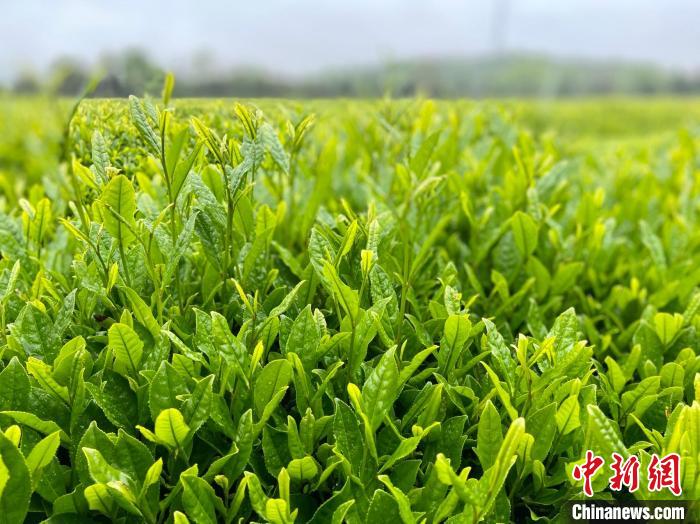 “全球绿茶核心产区” 年产茶叶3.83万
