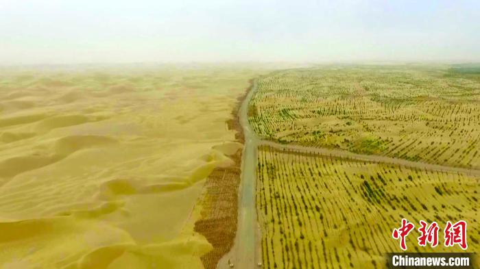 新疆塔克拉玛干沙漠边城植树24年筑起绿色