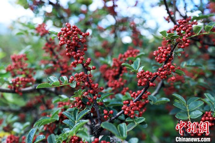 四川盐源:“小辣椒”滋养大产业“麻香” 