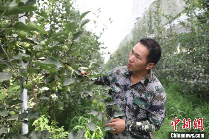 为果树戴上防雹网 帮助浙江台州果农守护“