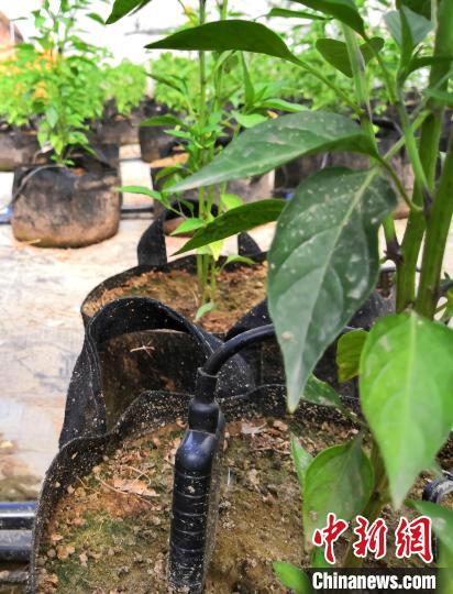 参观新疆兵团“沙皮”蔬菜示范点:科技助民