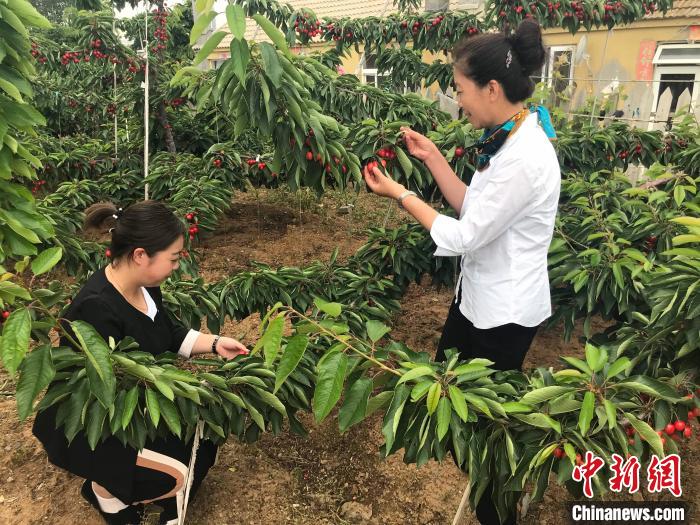辽宁大连世兴樱桃采摘游“农文旅”整合激活